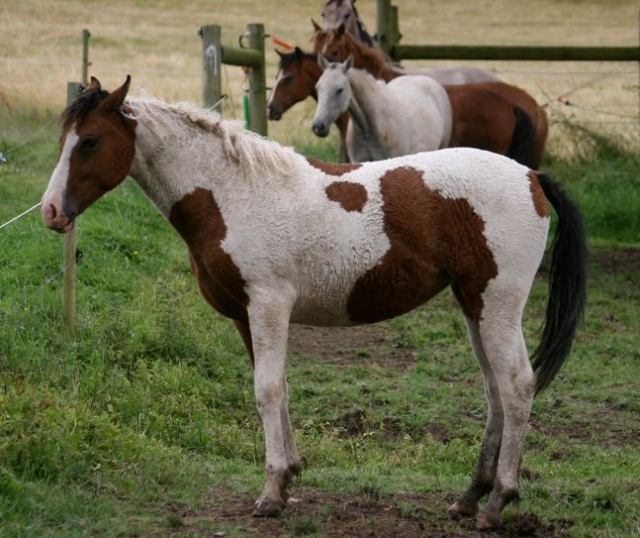  caballos hipoalergénicos 